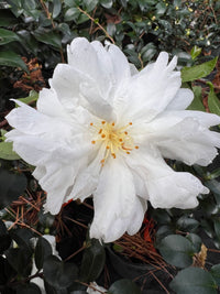Mine-No-Yuki Camellia-Elegant Snow