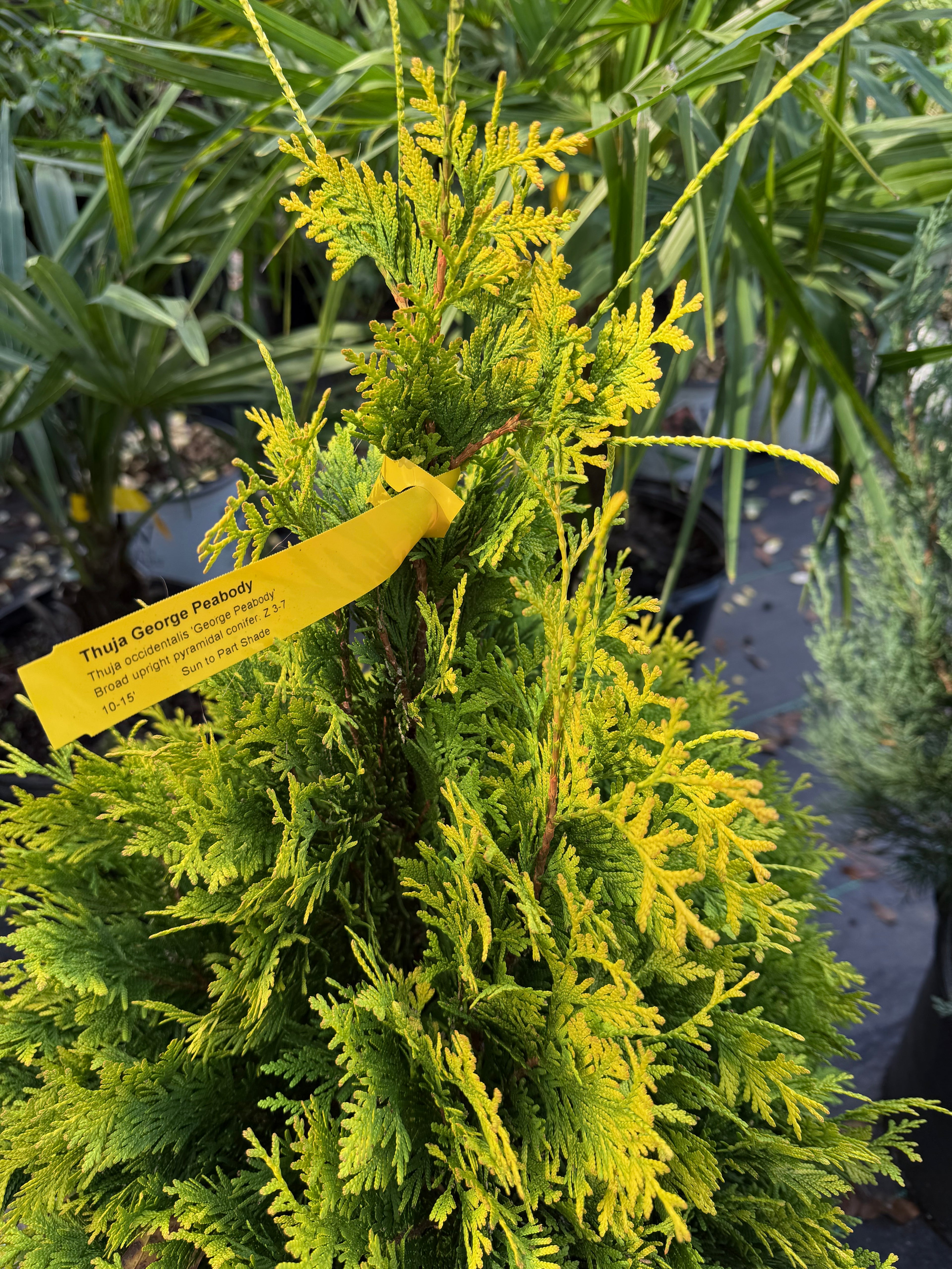 George Peabody Arborvitae