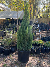 Blue Point Juniper plant used as windbreak hedge border
