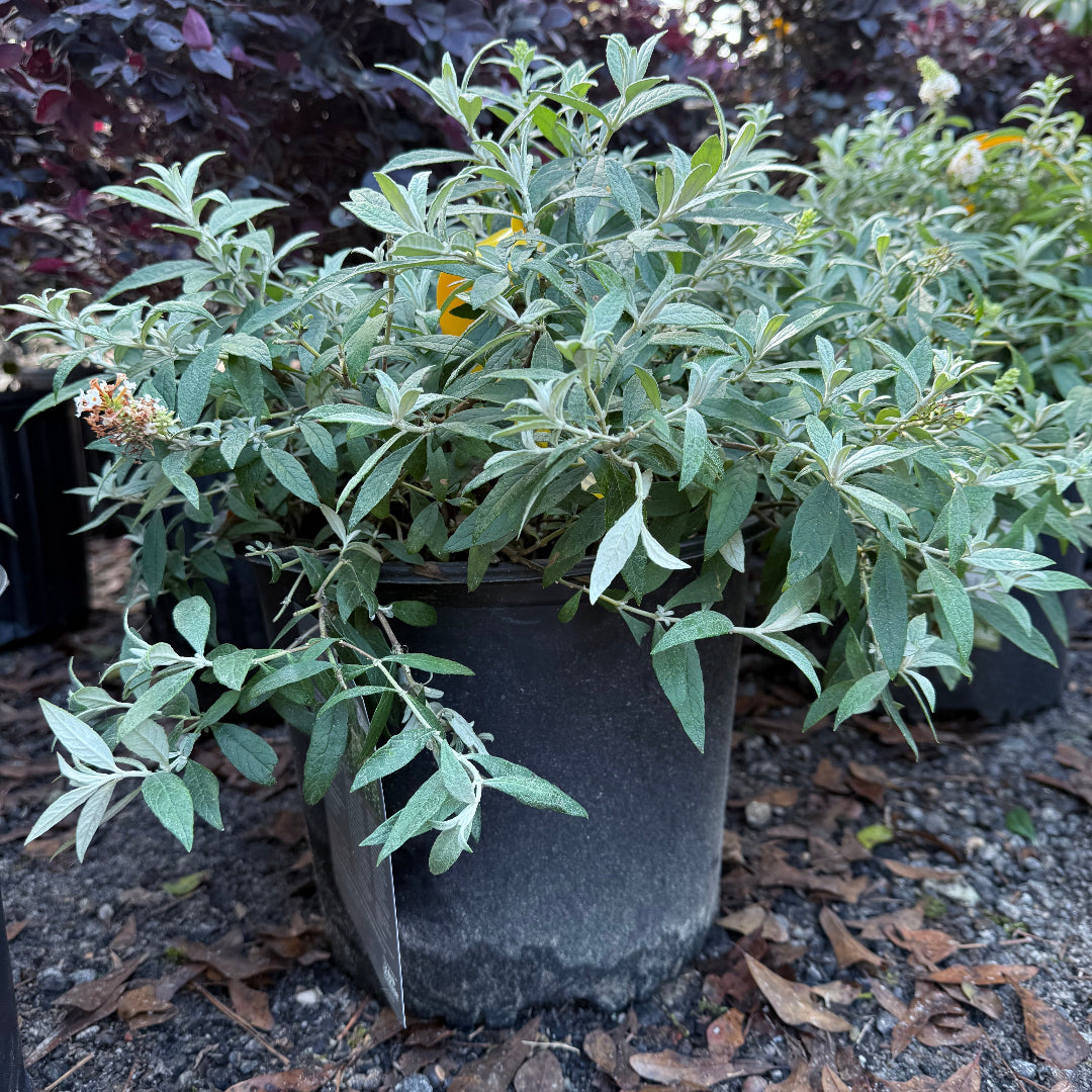 Dapper White Buddleia Butterfly Bush