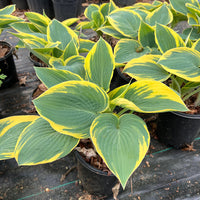 Hosta 'First Frost'