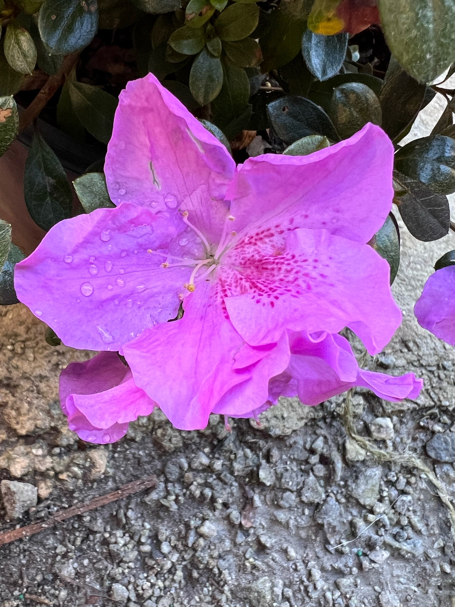 Encore Azalea Autumn Lilac