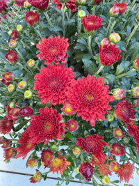 Tabitha Scarlet Mum Plant – Bright Red Fall Garden Chrysanthemum – Hardy Perennial Blooms