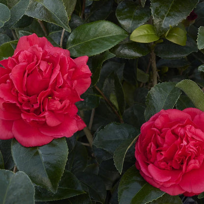 Brandys Temper Camellia