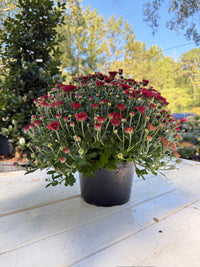 Tabitha Scarlet Mum Plant – Bright Red Fall Garden Chrysanthemum – Hardy Perennial Blooms