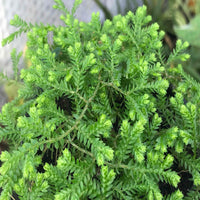 Selaginella kraussiana 'Aurea'