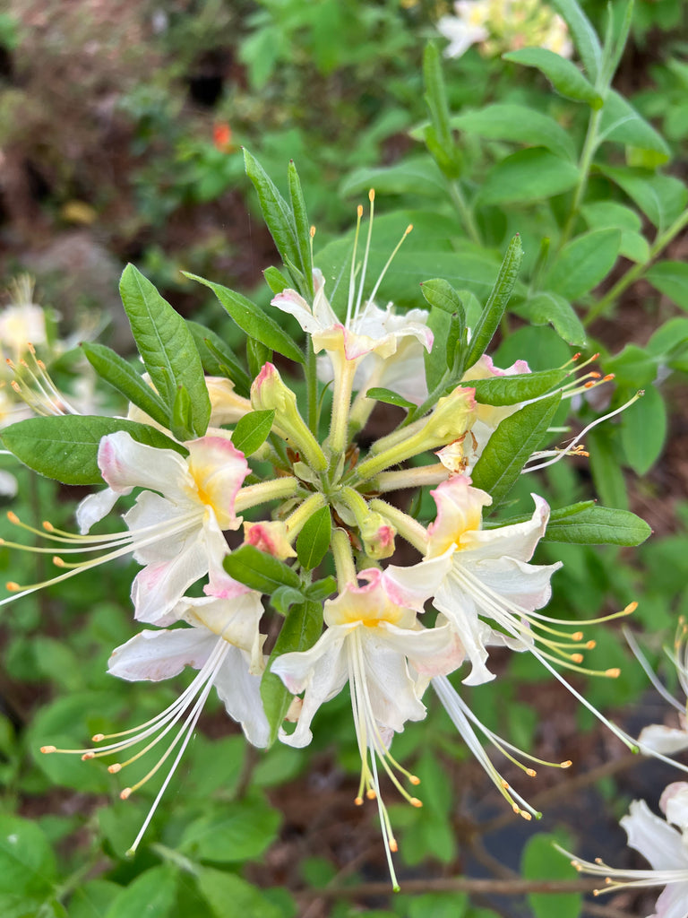 Darlin's Dream Azalea