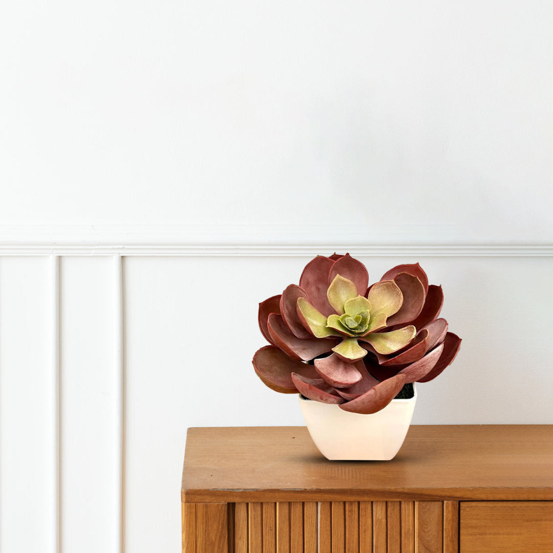 Stunning Crassulla Red Succulent -Good Gift