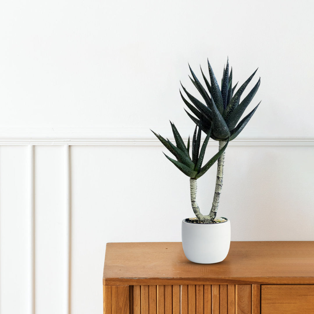 Yucca Plant -Good Gift