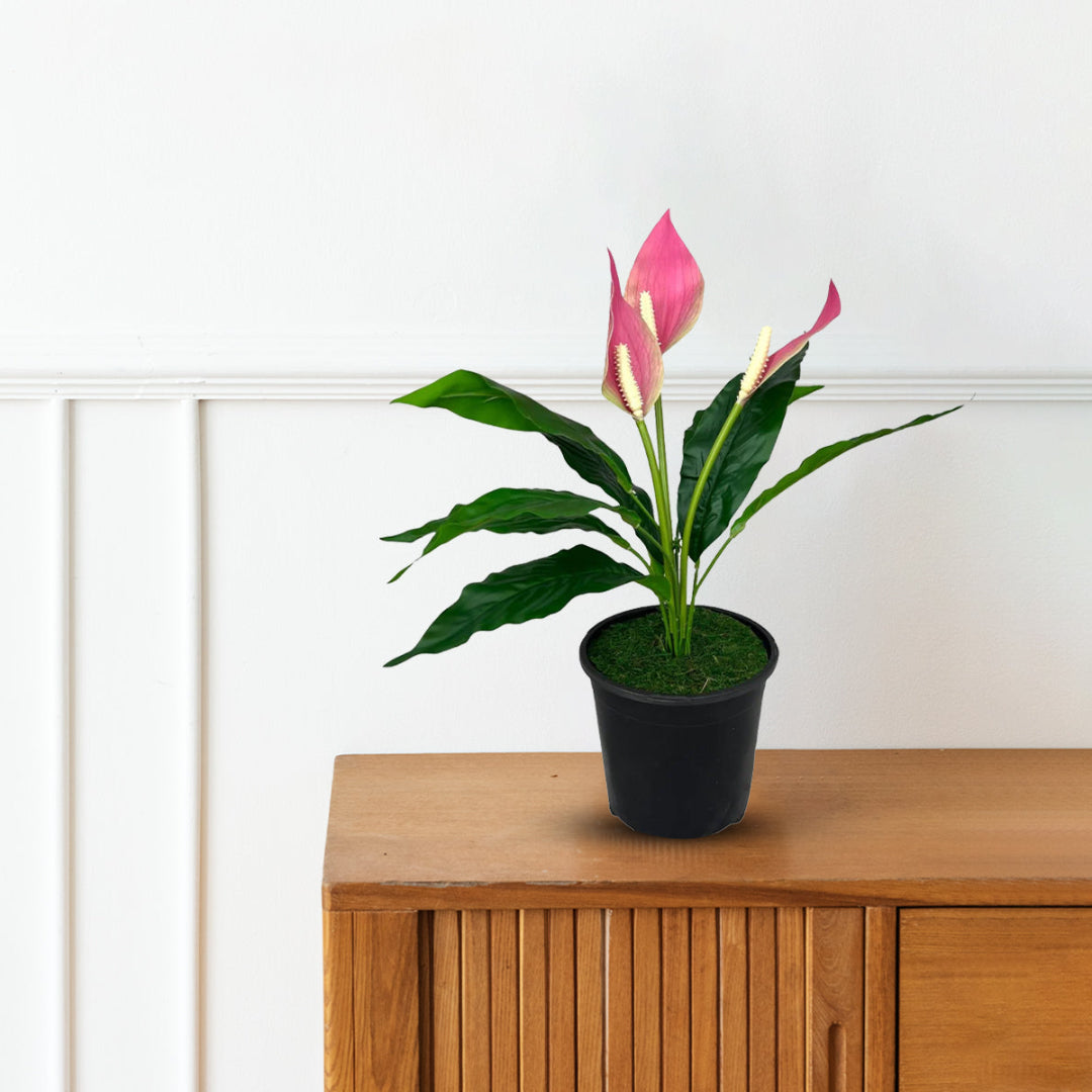 anthurium pink peace lily Gorgeous Potted Pink Peace Lily-Artificial