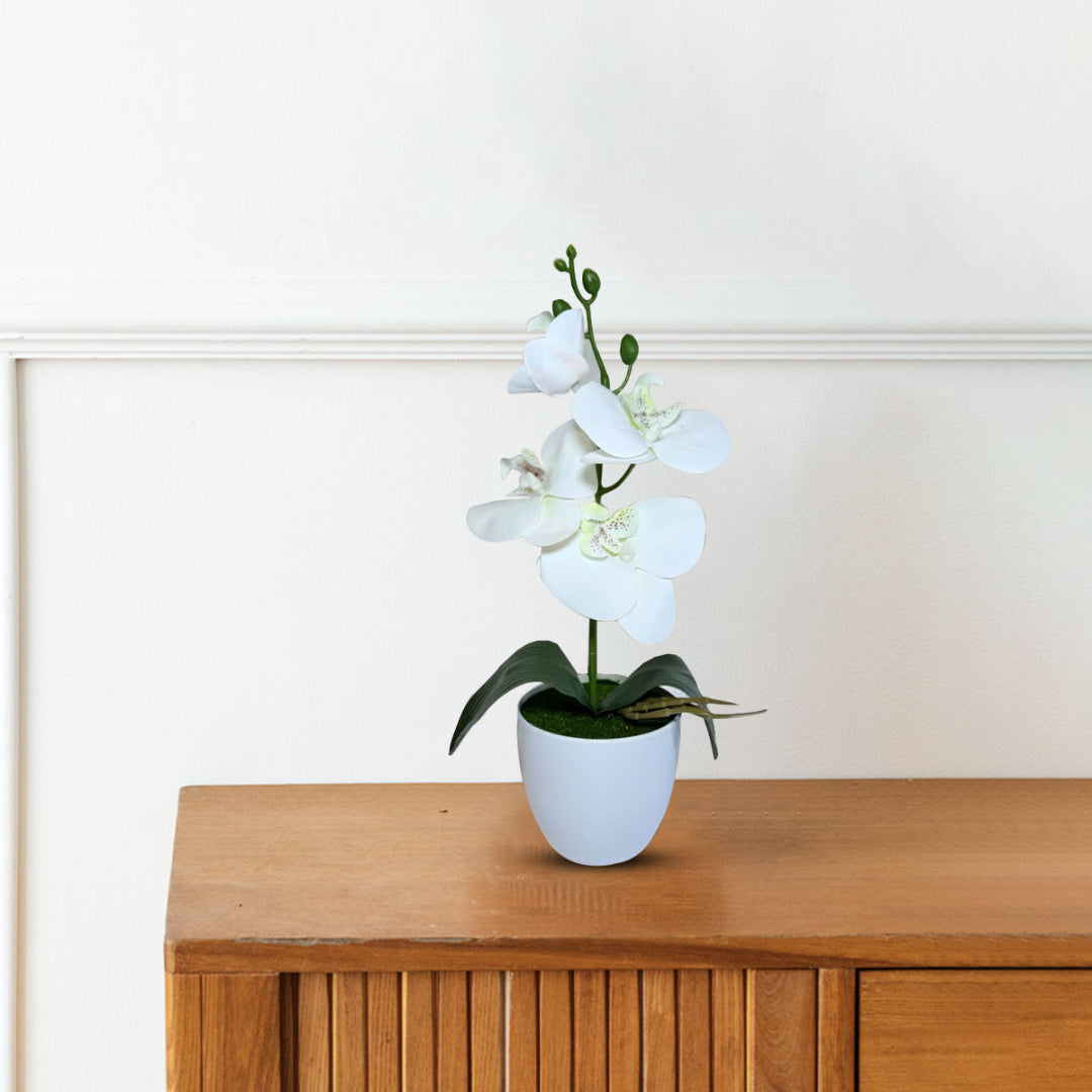 Gorgeous White Mini Orchid In Different Type of Pot - Artificial