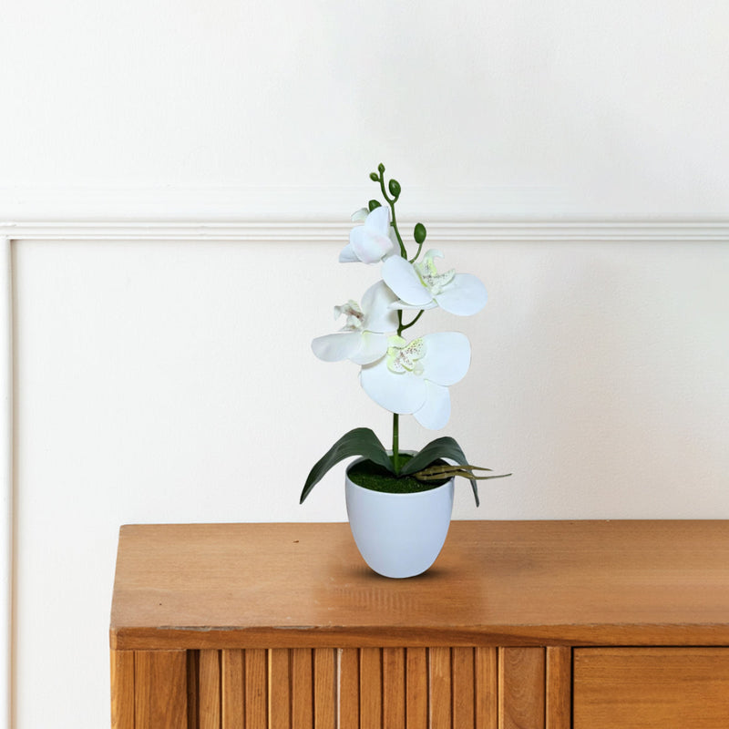 Gorgeous White Mini Orchid In Different Type of Pot - Artificial Plastic Pot