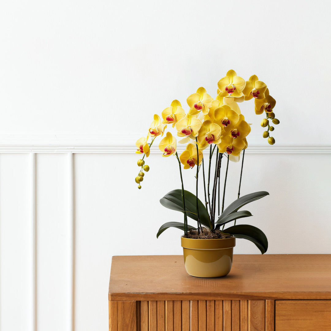Gorgeous Yellow Orchid-Good Gift