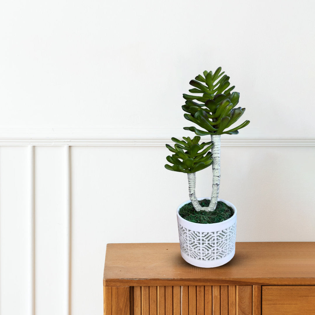 Stunning Plant in Ceramic pot -Good Gift