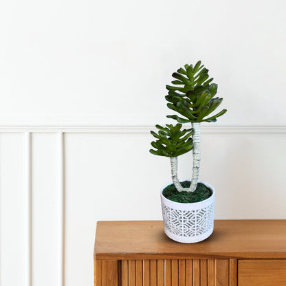 Stunning Plant in Ceramic pot -Good Gift