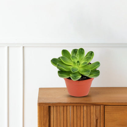 Gorgeous Potted Aeonium - Artificial