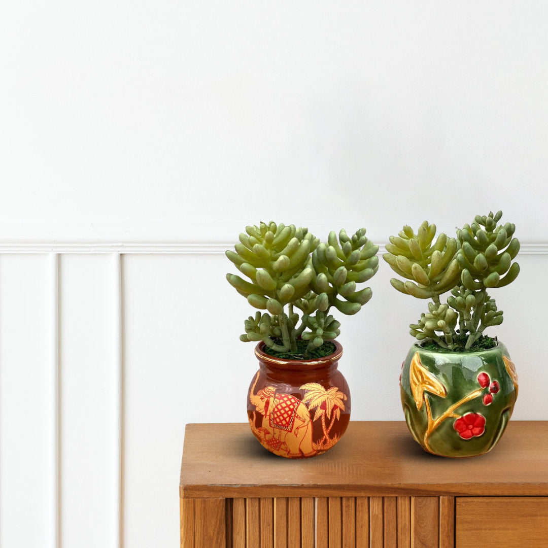 Beautiful Mini Green Succulent -Good Gift