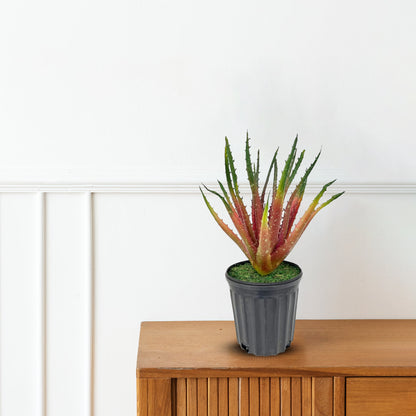 Gorgeous Aloe vera Plant in Ceramic Pot -Good Gift