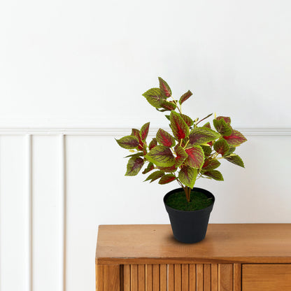Gorgeous Leaves in Plastic Pot -Good Gift
