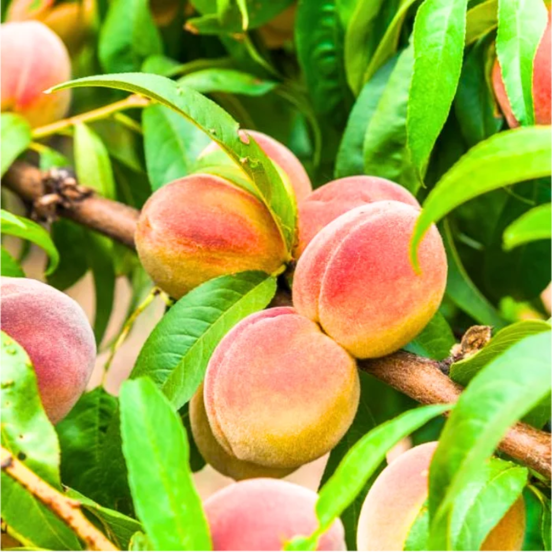 Perfect garden choice for beginners, Contender Peach Tree