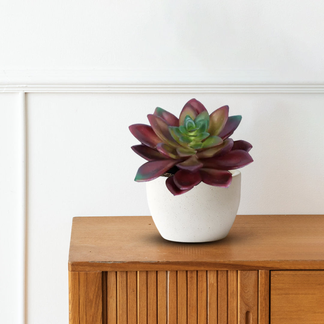 Beautiful Succulent in Ceramic Pot - Artificial ~ The Perfect Christmas Gift