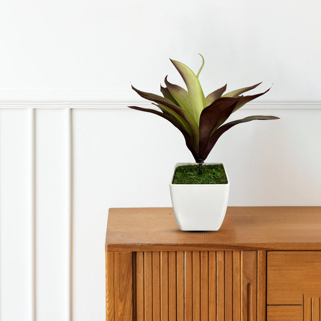 Gorgeous Bonsai - Good Gift