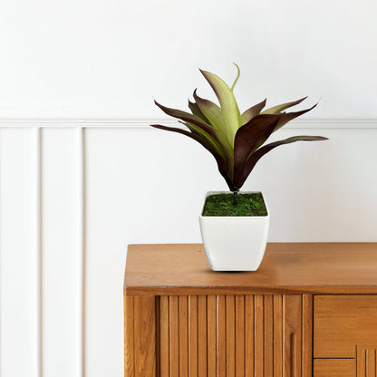 Gorgeous Bonsai - Good Gift