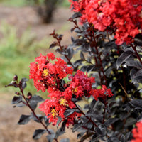 Crape Myrtle Sunset Magic