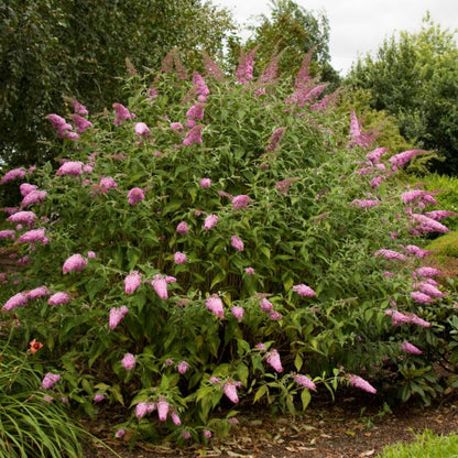 Pink Delight Butterfly Bush