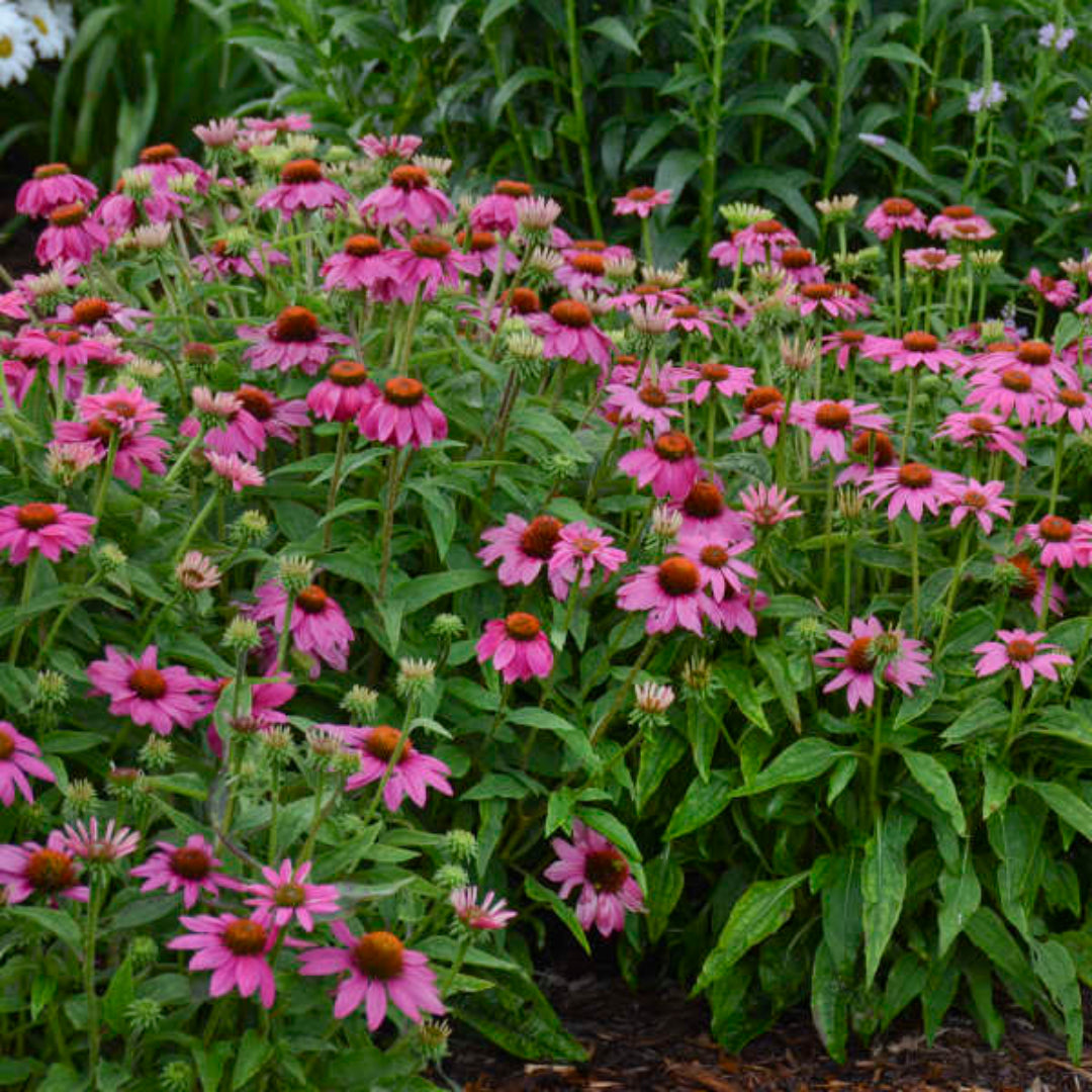 Echinacea purpurea &