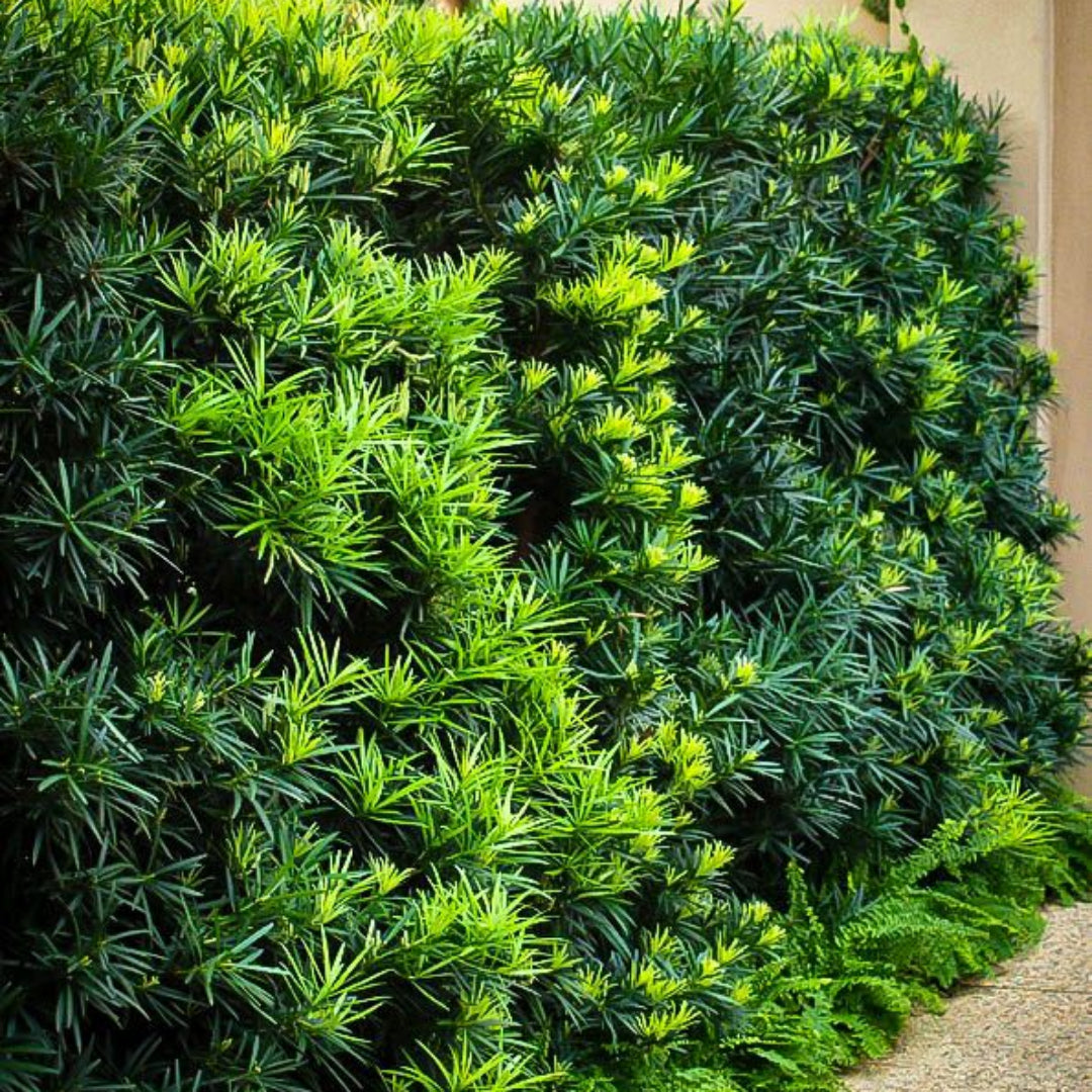 Podocarpus ‘Maki’ Macrophyllus