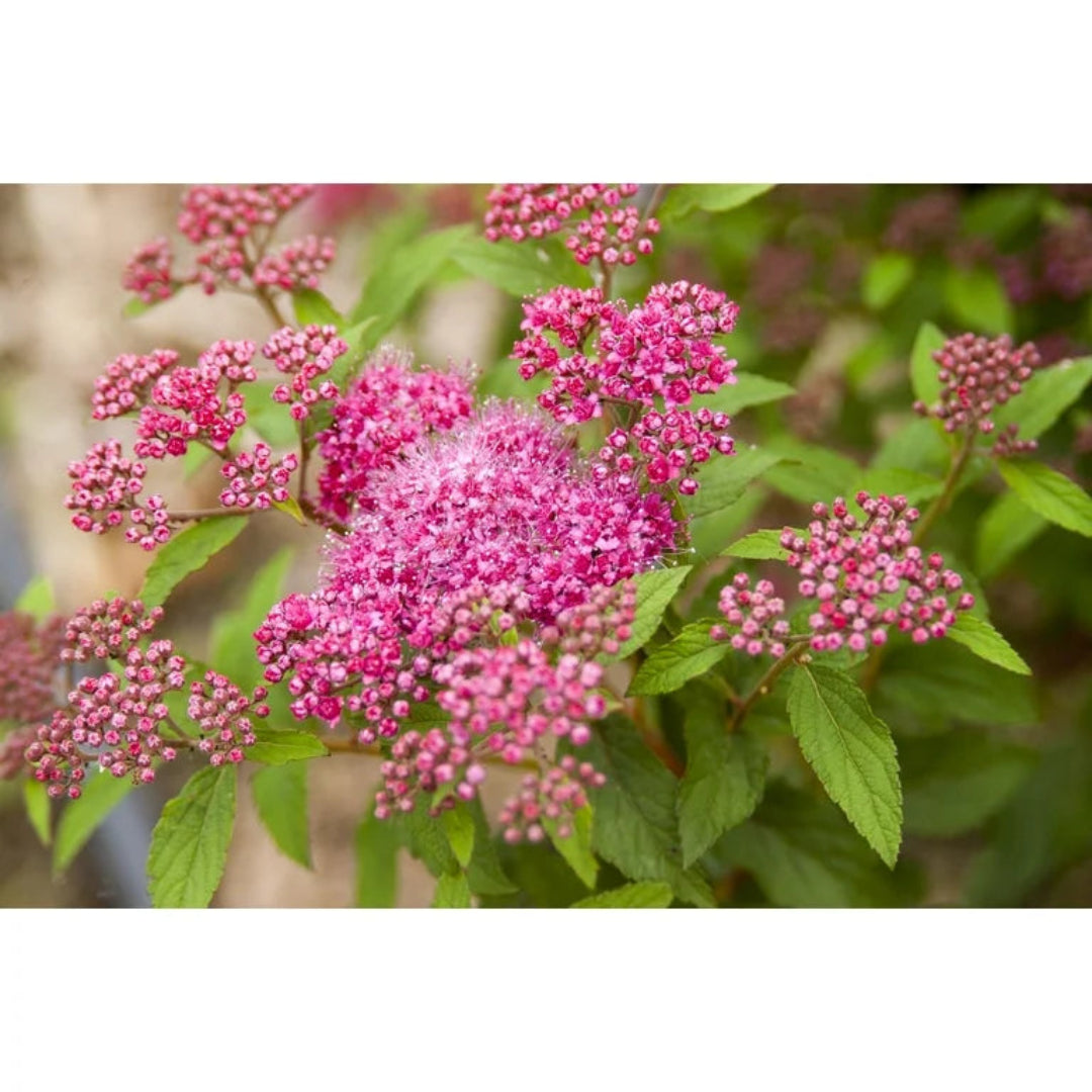 Superstar Spirea