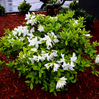 Autumn Lily Encore Azalea