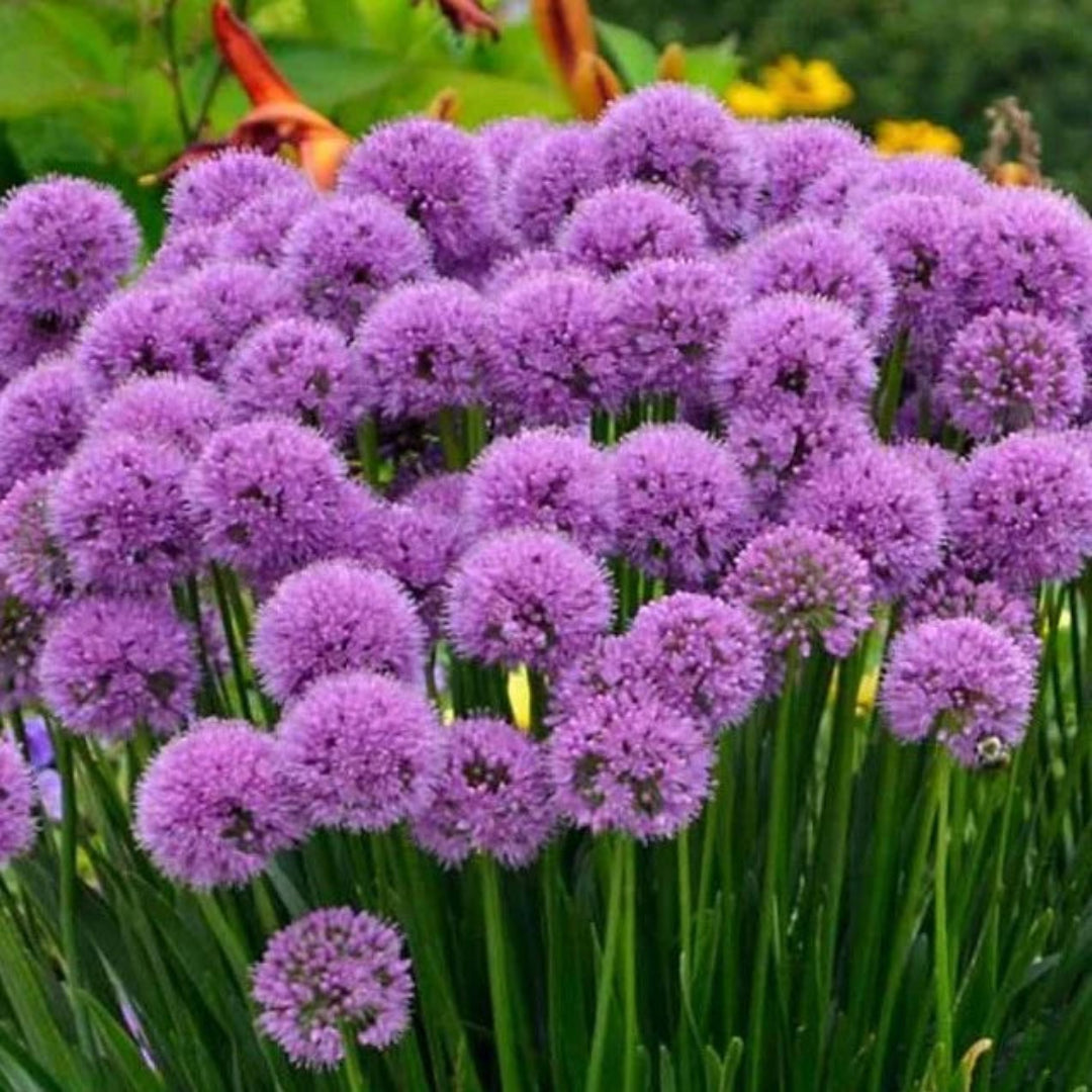 Allium &