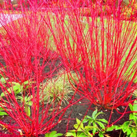 Colorful Red Twig Dogwood bush with vibrant stems