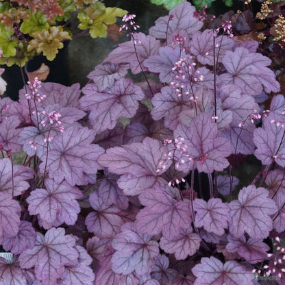 Heuchera X Villosa Georgia Plum