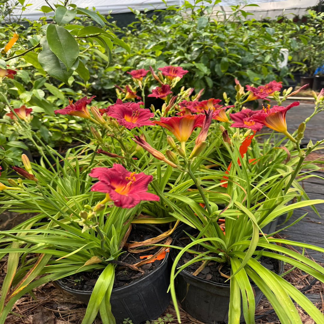 Hemerocallis Little Business Daylily