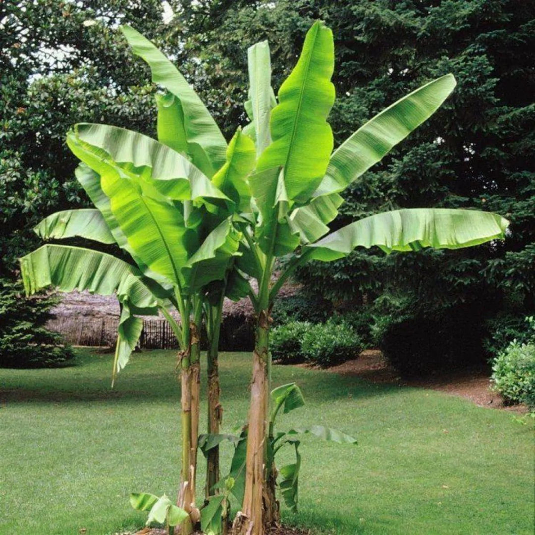 Musa basjoo (Hardy Banana Plant)
