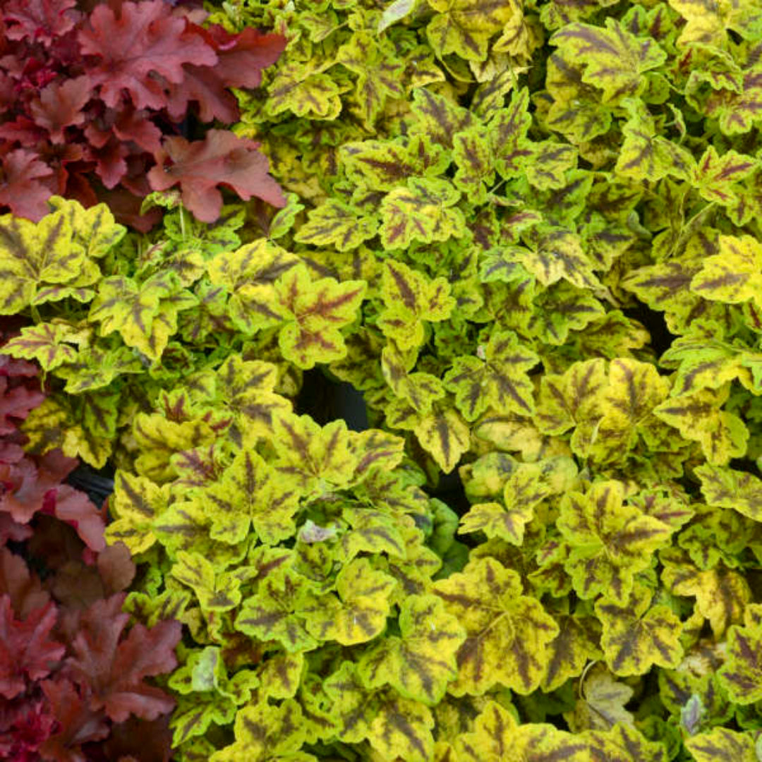 Heucherella Fun and Games Leapfrog Ppaf Foamy Bells