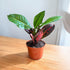 Petra croton indoor houseplant with colorful red and green leaves in terracotta plastic pot