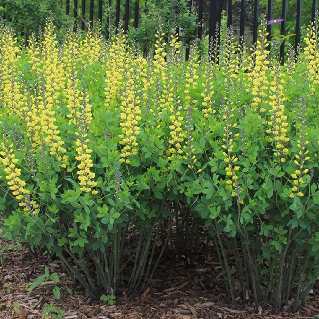 Baptisia Prairieblues Solar Flare