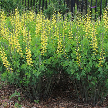 Baptisia Prairieblues Solar Flare