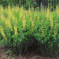 Baptisia Prairieblues Solar Flare