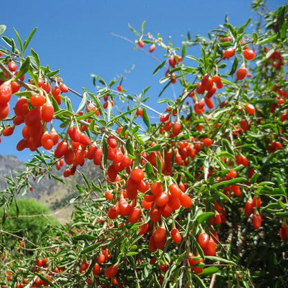 Goji Berry (Wolfberry), Bright Orange