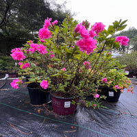 Close view of pink Autumn Carnation Azalea flowers