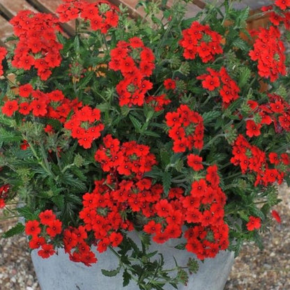 Verbena ‘EnduraScape Red’ Creeping Verbena - [EG]