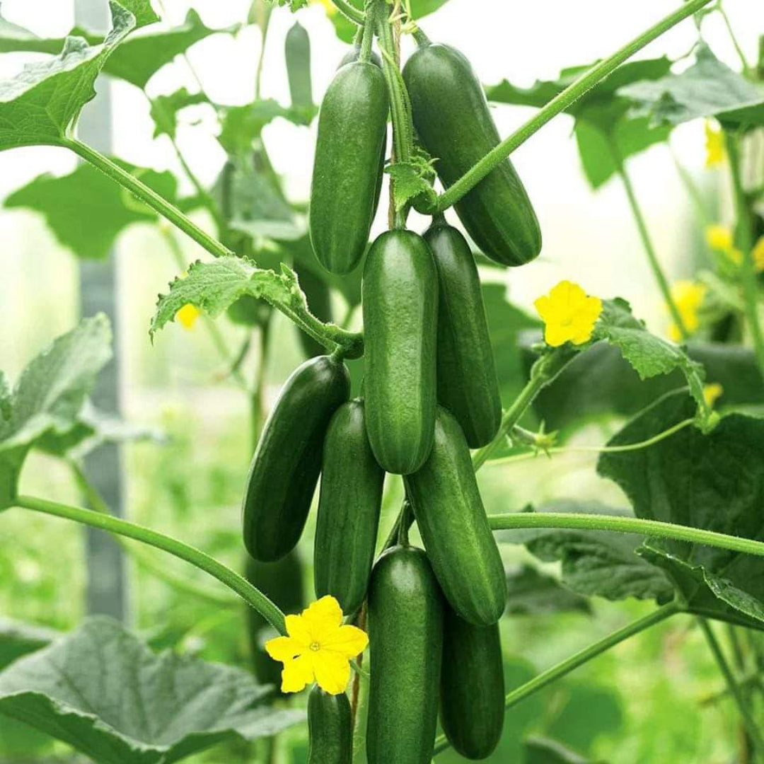 Cucumber Plant