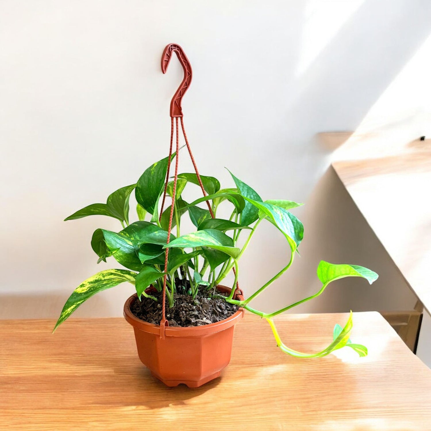 pothos good for air Golden Pothos Hanging Basket – Air Purifying Indoor Plant