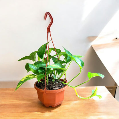 hanging basket for pothos Golden Pothos Hanging Basket – Air Purifying Indoor Plant