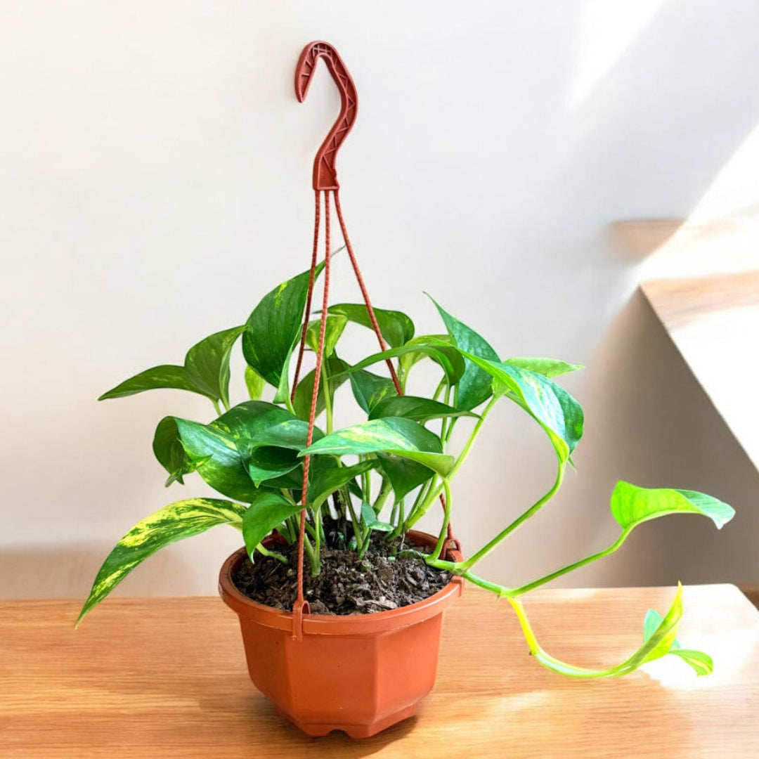 Indoor Golden Pothos in basket